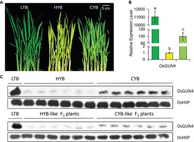 A Suppressor Mutation Partially Reverts the xantha Trait via Lowered Methylation in the Promoter of Genomes Uncoupled 4 in Rice